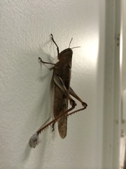 Austracris basalis