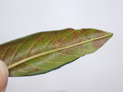 Stigmella rhamnella