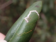 Stigmella rhamnella