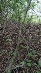 Pseudobombax parvifolium