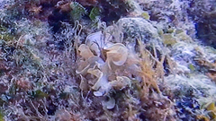 Padina pavonica