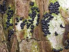 Rosellinia subiculata