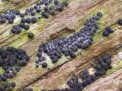 Rosellinia subiculata