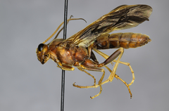 Catadelphops nasutus