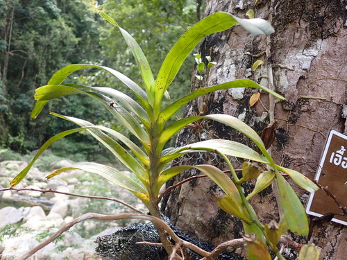 Aerides falcata, photograph 6