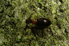 Salpingus ruficollis