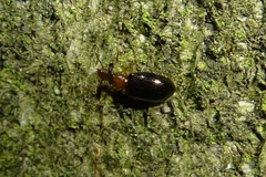 Salpingus ruficollis
