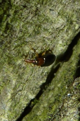 Salpingus ruficollis