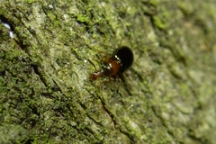 Salpingus ruficollis