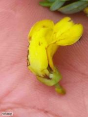 Cyclopia sessiliflora