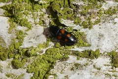 Glischrochilus quadripunctatus