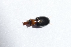 Salpingus ruficollis