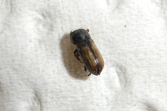 Trypodendron domesticum