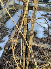 Aurantioporthe corni