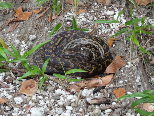 Australian Scrub Python sighting