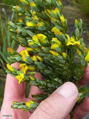 Cyclopia sessiliflora