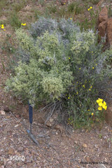 Galium stellatum eremicum