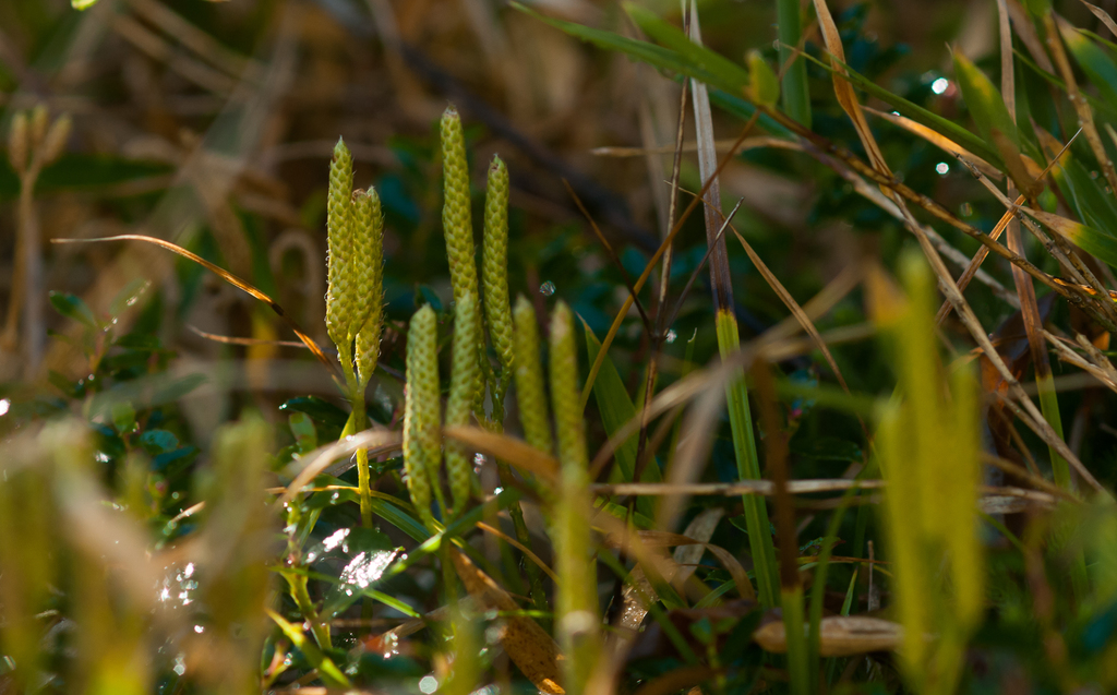 Diphasiastrum multispicatum