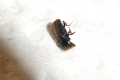 Trypodendron domesticum