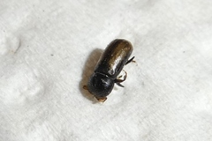 Trypodendron domesticum