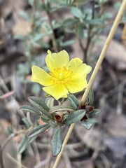Crocanthemum glomeratum