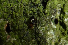 Salpingus ruficollis