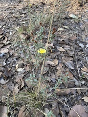 Crocanthemum glomeratum
