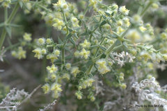 Galium stellatum eremicum