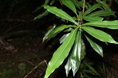 Planchonella chartacea