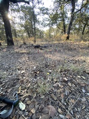 Crocanthemum glomeratum