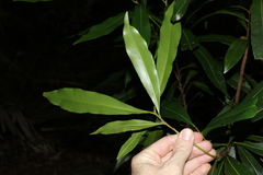 Planchonella chartacea