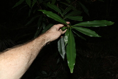 Planchonella chartacea