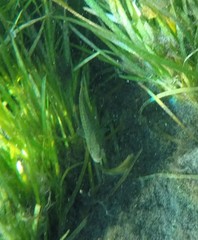 Micropterus floridanus