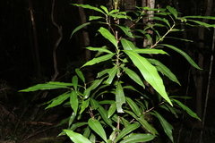 Planchonella chartacea