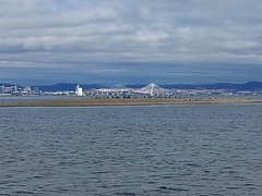 Phoenicopterus roseus