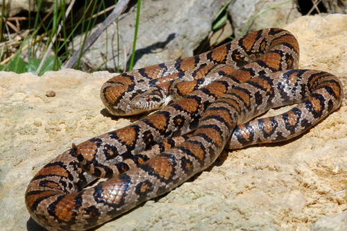 Eastern Milksnake, photo 3 of 10