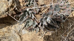 Dudleya abramsii calcicola