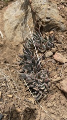 Dudleya abramsii calcicola