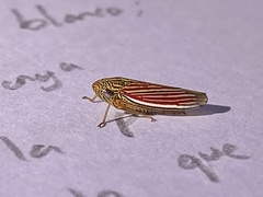Apogonalia fraterna