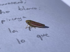 Apogonalia fraterna
