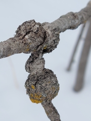Euhexomyza schineri