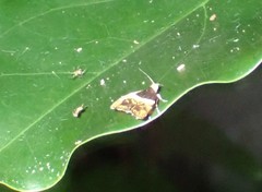 Choreutis argoxantha