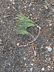 Pinus strobus