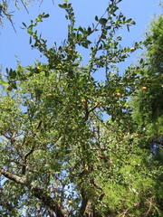 Acanthosyris spinescens