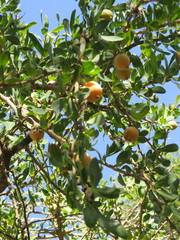 Acanthosyris spinescens