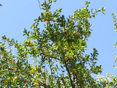 Acanthosyris spinescens