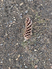Pinus strobus