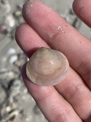 Semelidae