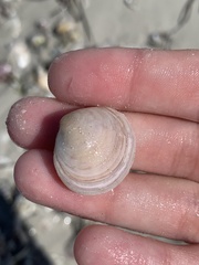 Semelidae