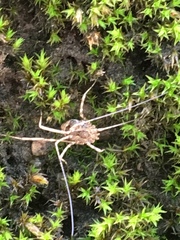 Leiobunum ventricosum